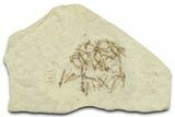 Crane Fly (Tipulidae) Mortality Plate - Green River Formation #360075-1